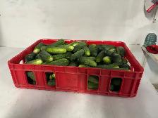 Pickling cucumbers quarantine 15 lbs - Photo 2