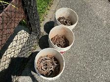 3 Pails of LUCKY Antique Blacksmith Made Iron Horseshoes ! - Photo 5
