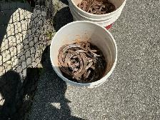 3 Pails of LUCKY Antique Blacksmith Made Iron Horseshoes ! - Photo 6