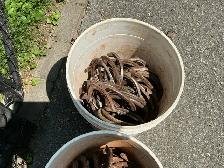 3 Pails of LUCKY Antique Blacksmith Made Iron Horseshoes ! - Photo 8