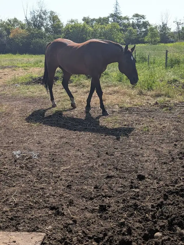 horses for sale