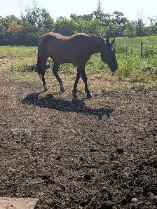 horses for sale