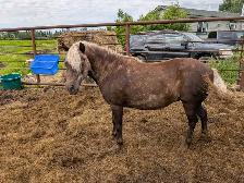 horses for sale - Photo 2