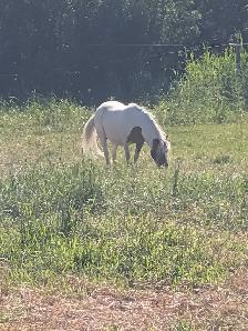 horses for sale - Photo 3