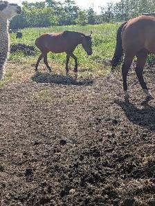 horses for sale - Photo 4