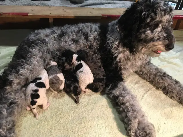 goldendoodle pups have arrived!!