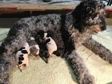 goldendoodle pups have arrived!!
