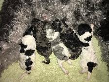 goldendoodle pups have arrived!! - Photo 2