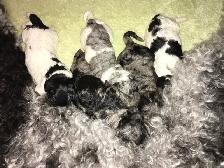 goldendoodle pups have arrived!! - Photo 3