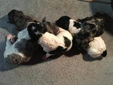 goldendoodle pups have arrived!! - Photo 4