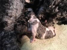 goldendoodle pups have arrived!! - Photo 5