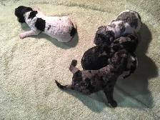 goldendoodle pups have arrived!! - Photo 6