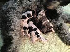 goldendoodle pups have arrived!! - Photo 7