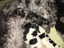 goldendoodle pups have arrived!! - Photo 8