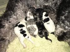 goldendoodle pups have arrived!! - Photo 9
