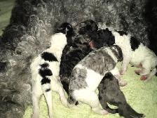 goldendoodle pups have arrived!! - Photo 10