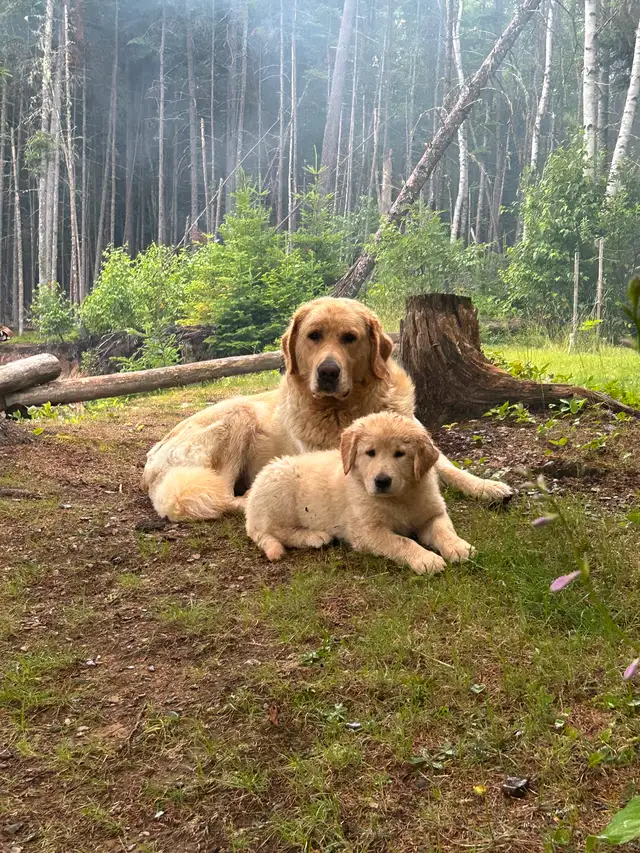 Puppies seeking forever homes