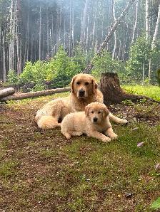 Puppies seeking forever homes