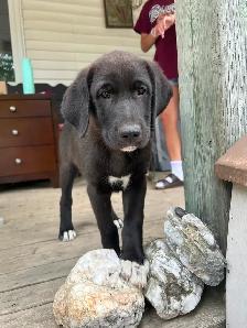 Puppies seeking forever homes - Photo 2