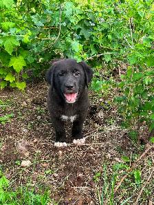 Puppies seeking forever homes - Photo 3