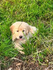 Puppies seeking forever homes - Photo 4