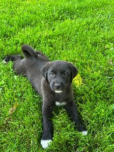 Puppies seeking forever homes - Photo 5