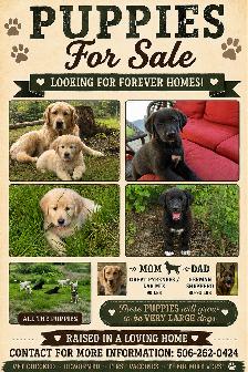 Puppies seeking forever homes - Photo 6