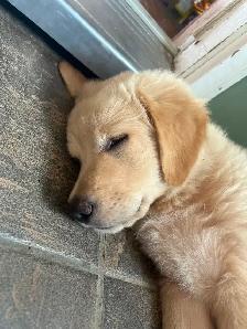 Puppies seeking forever homes - Photo 7