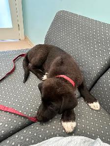Puppies seeking forever homes - Photo 8