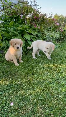 Puppies seeking forever homes - Photo 9