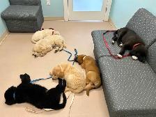 Puppies seeking forever homes - Photo 10