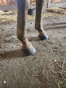 Farrier Service - Photo 3