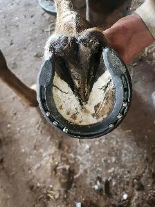 Farrier Service - Photo 4
