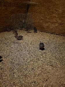 Cailles pondeuses - Photo 2