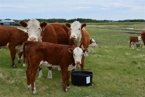 LivestockLix Tubs - (Wholesale Price)Hand Hills Feeds