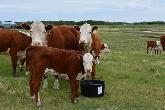 LivestockLix Tubs - (Wholesale Price)Hand Hills Feeds