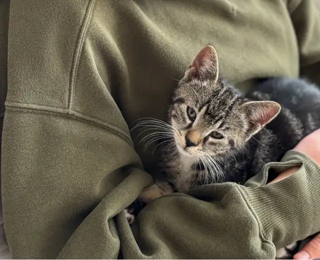 Cute kitten