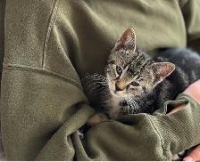 Cute kitten