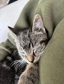 Cute kitten - Photo 2