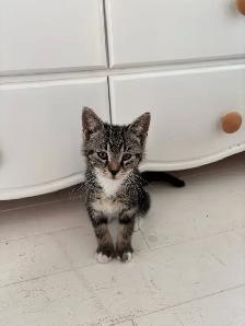 Cute kitten - Photo 3