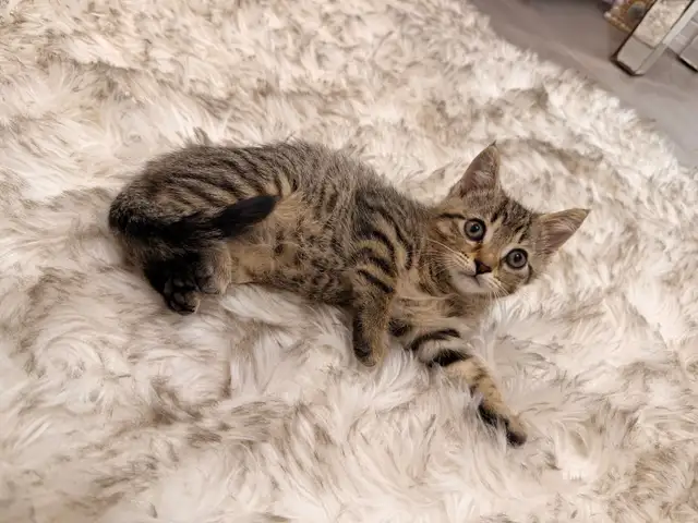 ❤️Bengal mix kittens -647-317-3197