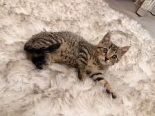 ❤️Bengal mix kittens -647-317-3197