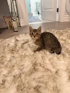 ❤️Bengal mix kittens -647-317-3197 - Photo 2