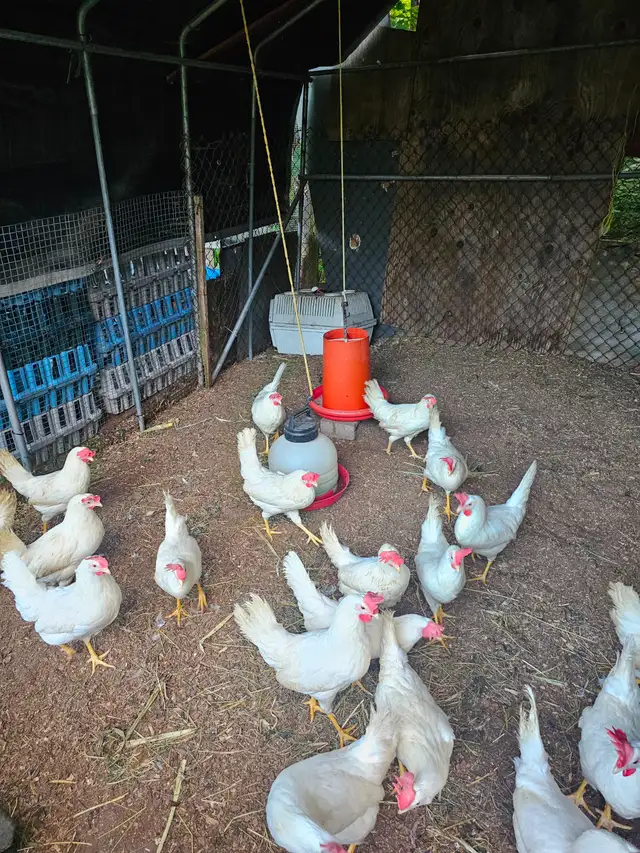 JEUNES POULES PONDEUSES BLANCHES COMMENCENT A PONDRES