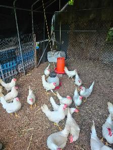 JEUNES POULES PONDEUSES BLANCHES COMMENCENT A PONDRES