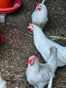 JEUNES POULES PONDEUSES BLANCHES COMMENCENT A PONDRES - Photo 2
