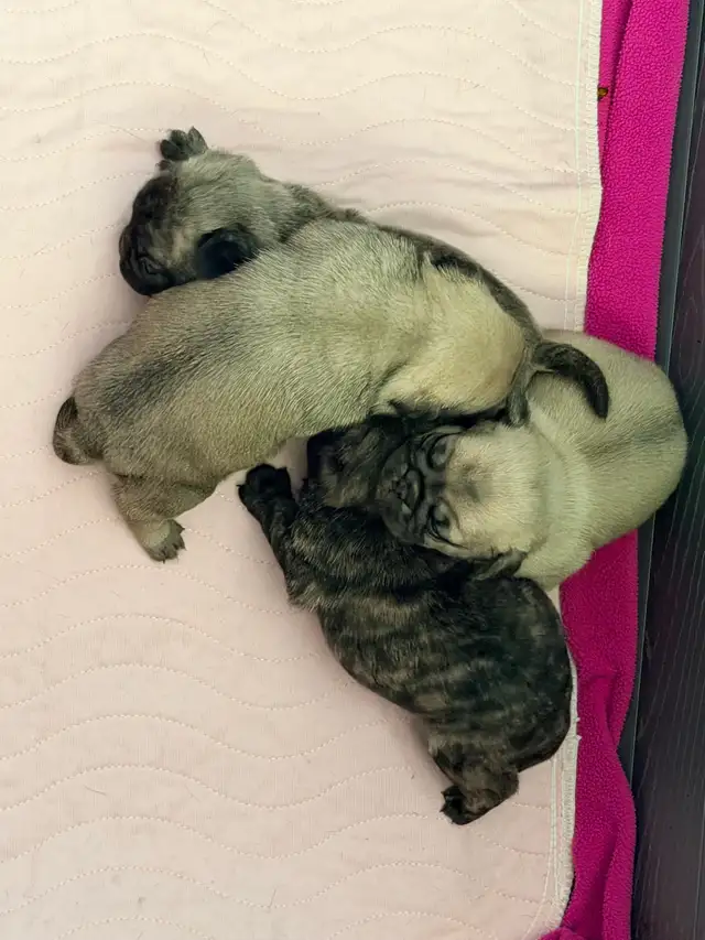 PUG PUPPIES