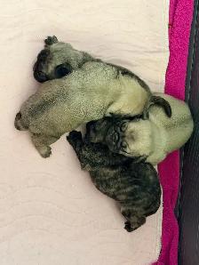PUG PUPPIES