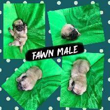 PUG PUPPIES - Photo 2