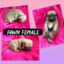 PUG PUPPIES - Photo 3